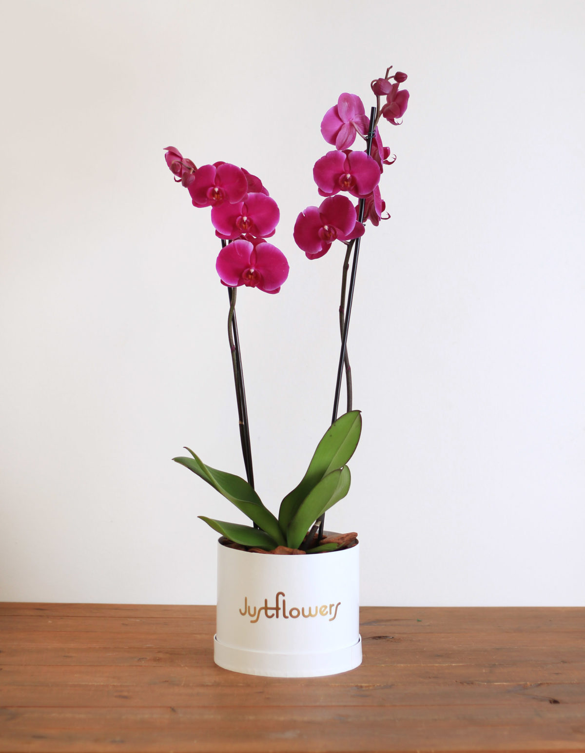 Bloom Box Orquidea M Lila