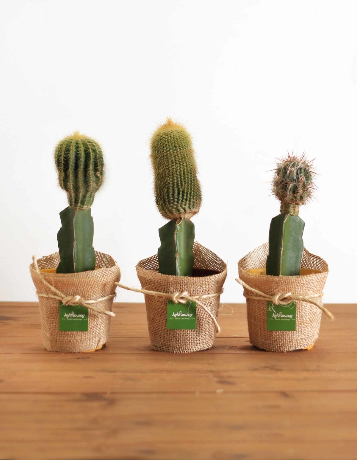 Cactus Injertados