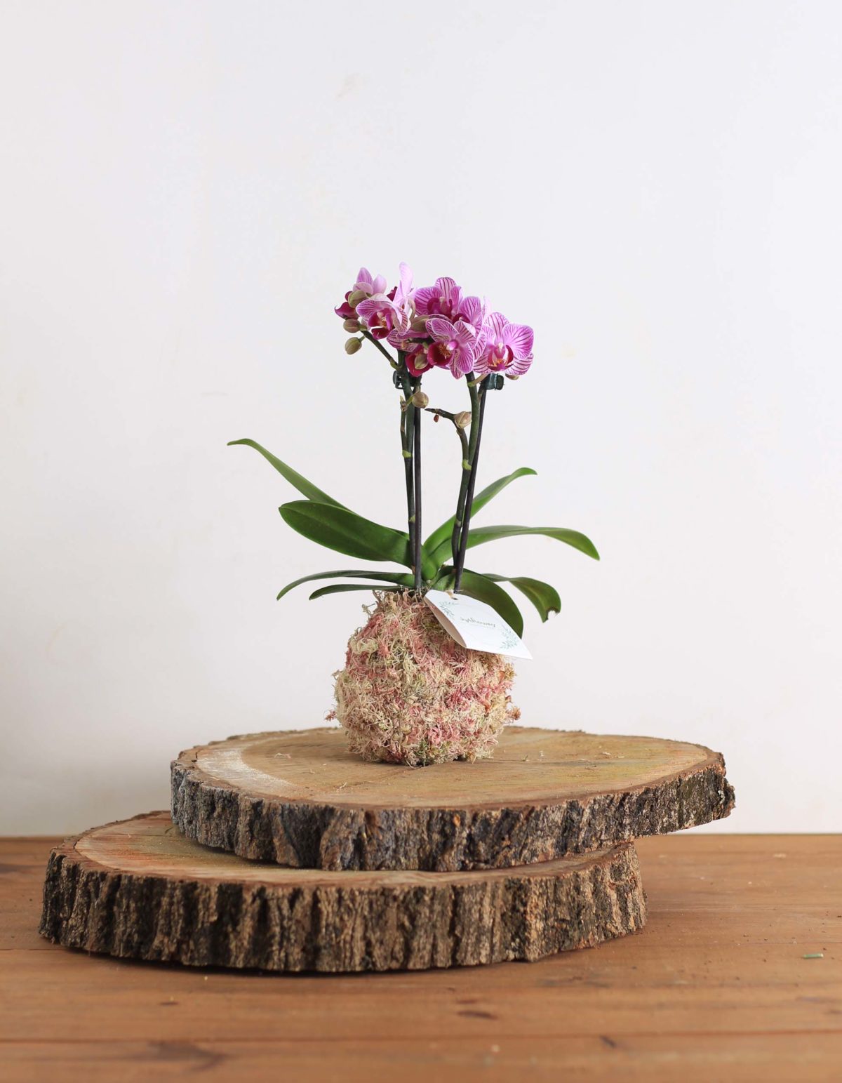 Kokedama Orquidea Phalaenopsis