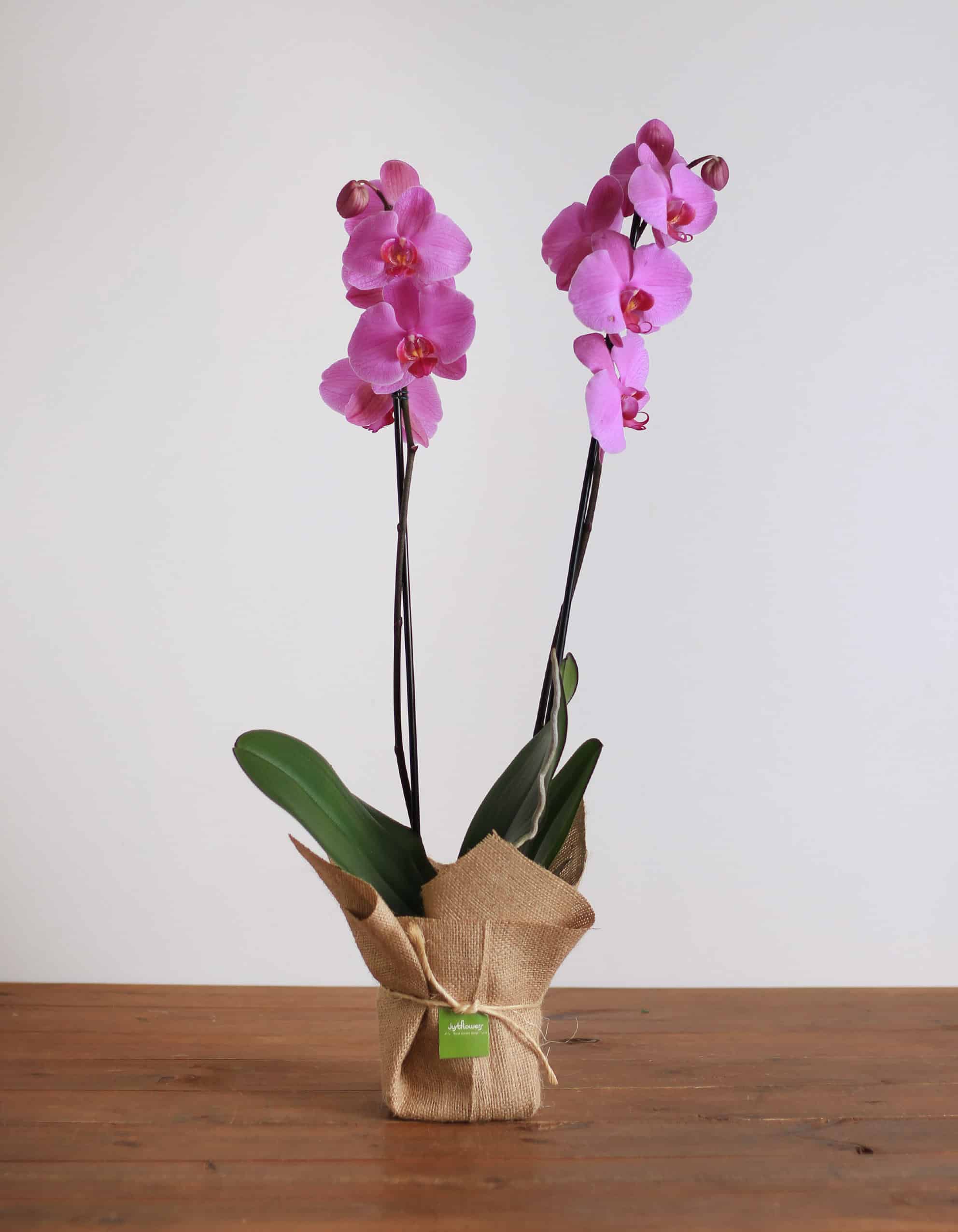 Asombrosamente Y soplo Orquídea Phalaenopsis -M- Justflowers