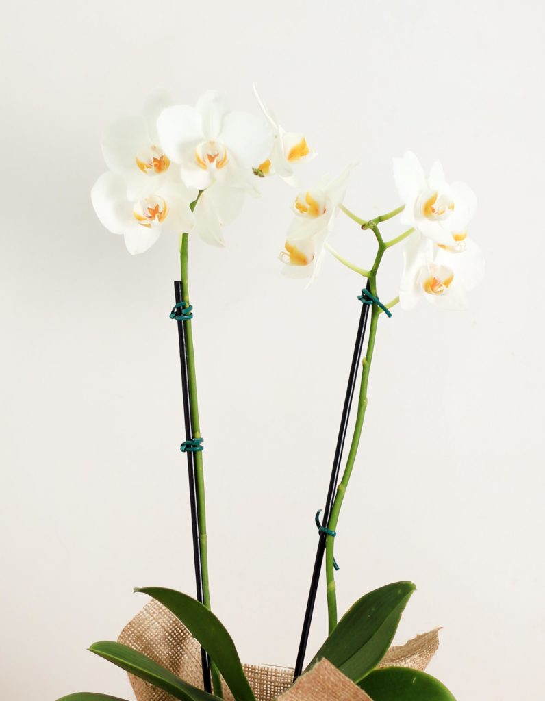 Orquídea Phalaenopsis -M- Justflowers