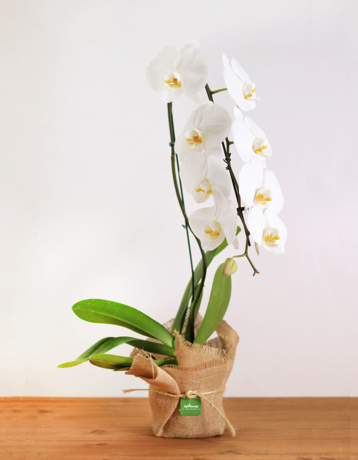 Orquidea Phalaenopsis S En Arpillera