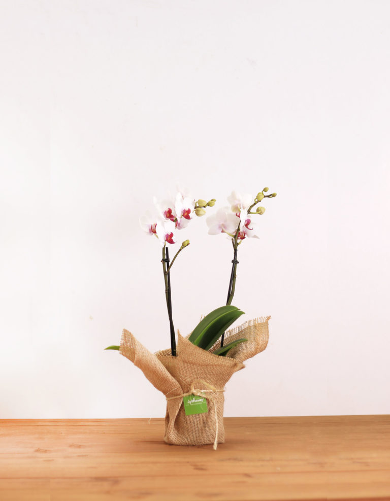 Orquidea-Phalaenopsis S en arpillera
