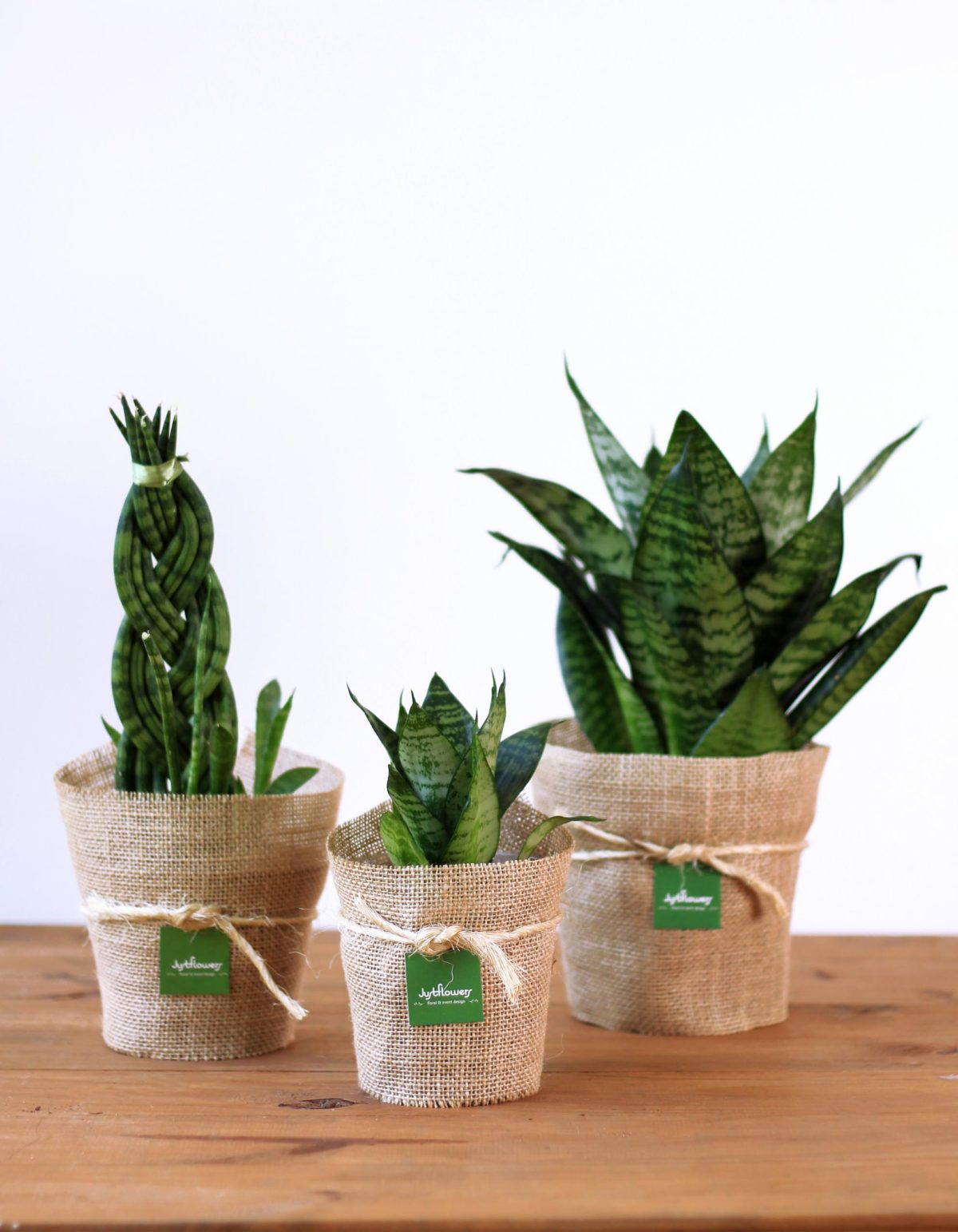 Sansevieria Family