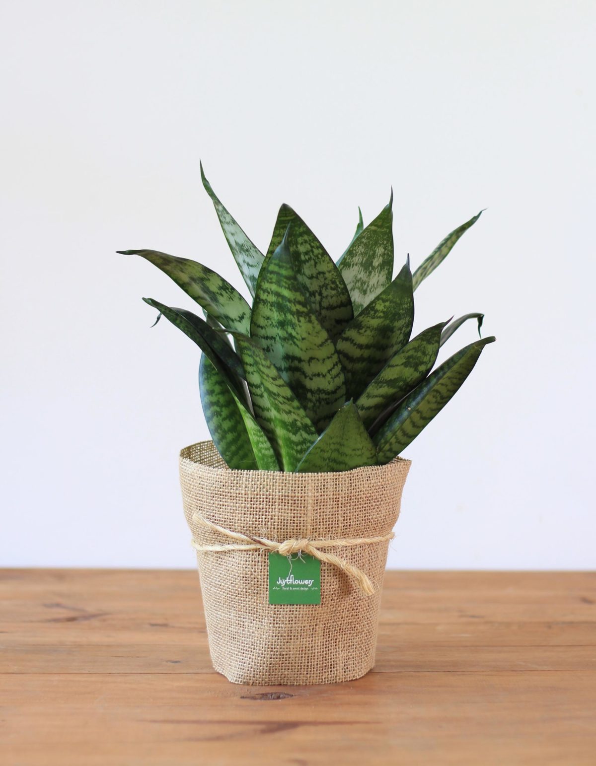 Sansevieria S