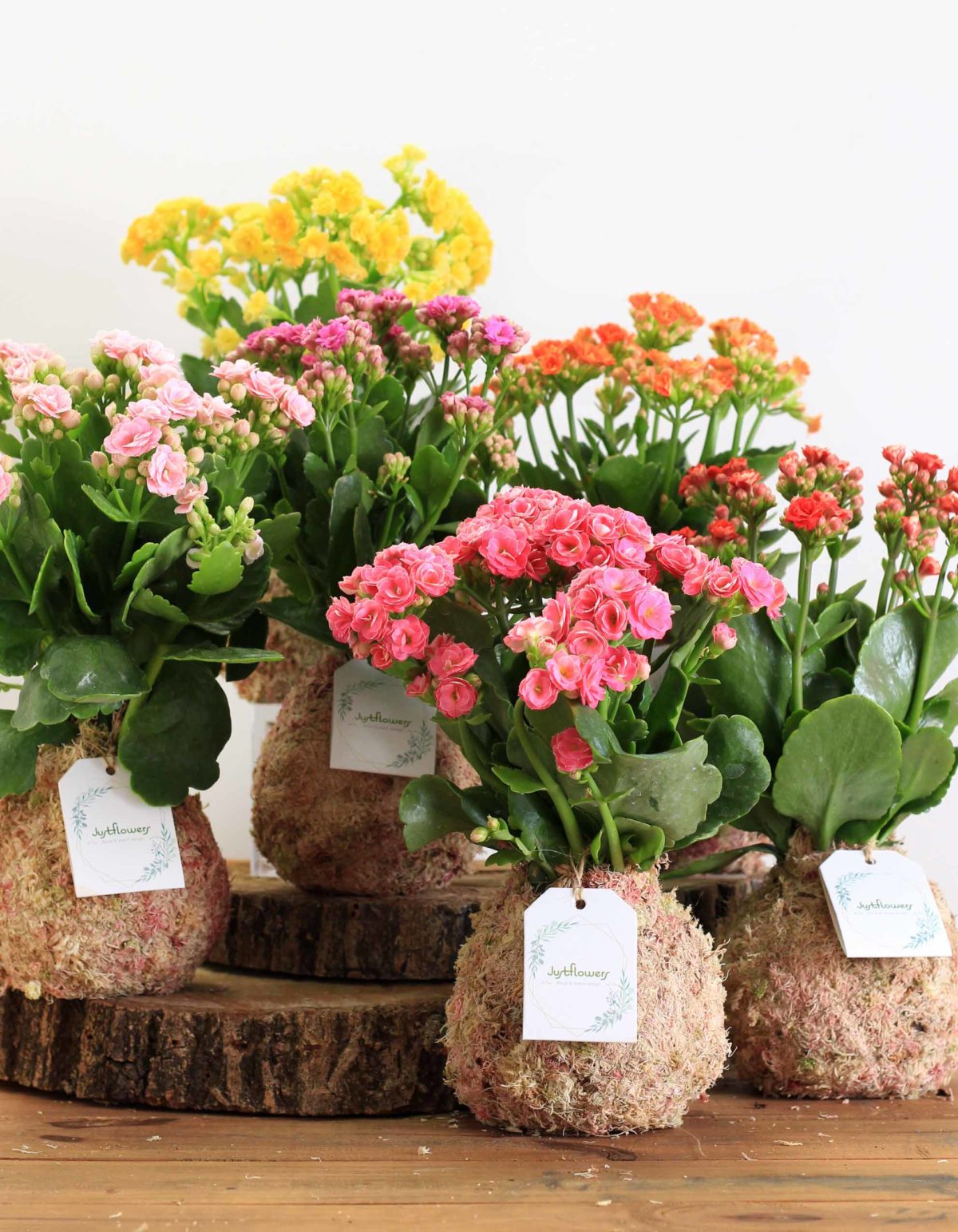 Kokeflowers Kalanchoe