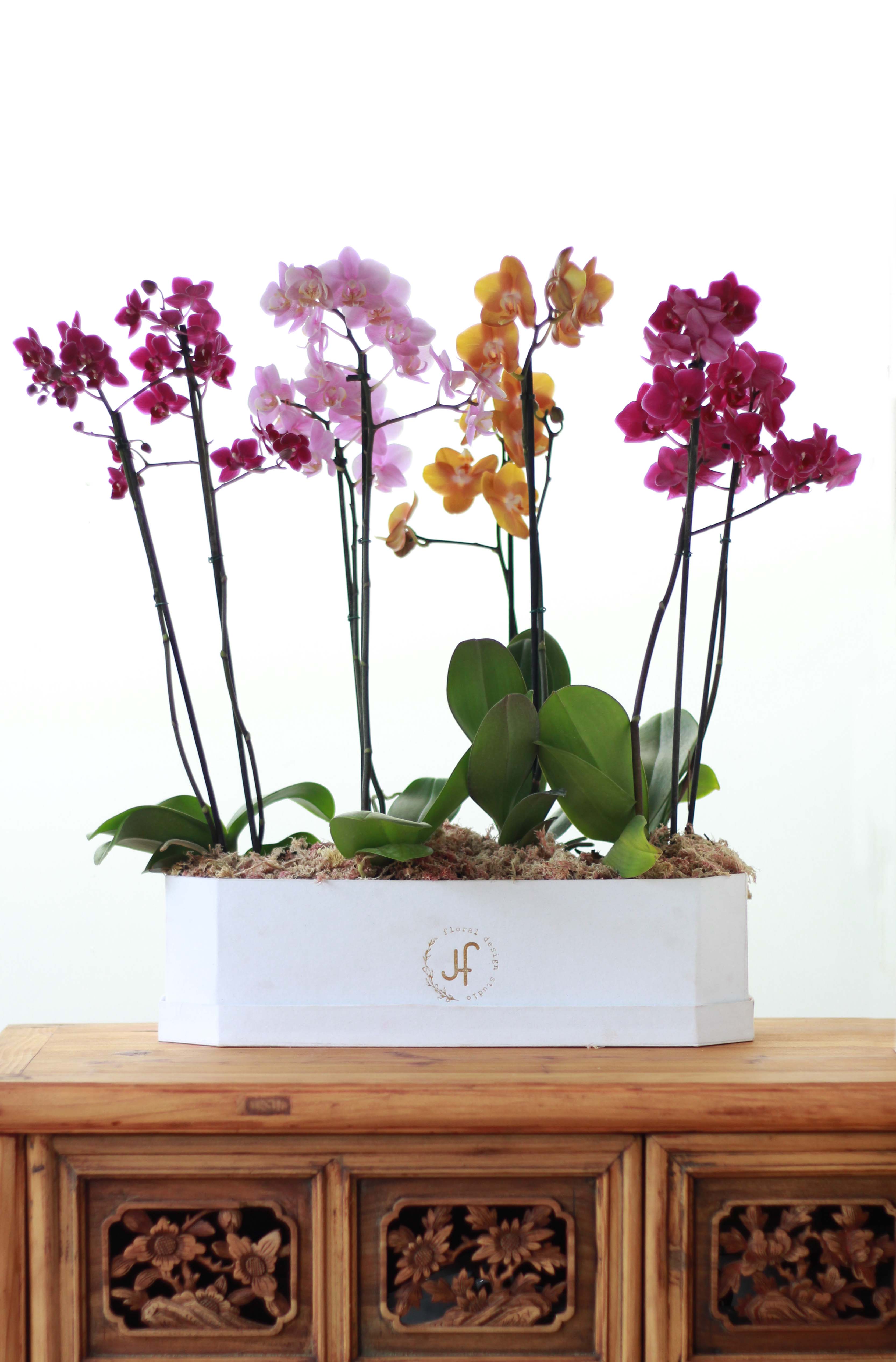 Bloom Box Mini Orquideas Xl